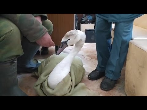 شاهد إنقاذ بجعة بعد تجمدها في الجليد في مقاطعة روسية