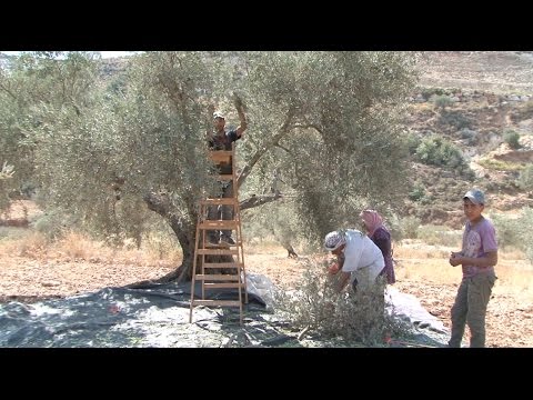 انتاج الزيتون إرث فلسطيني باق