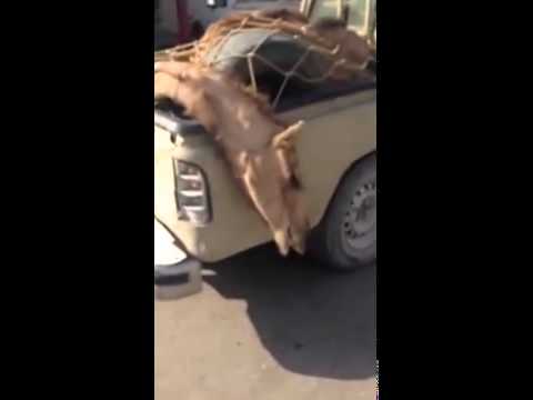 جمل ميت يدخل إلى المسلخ الآلي