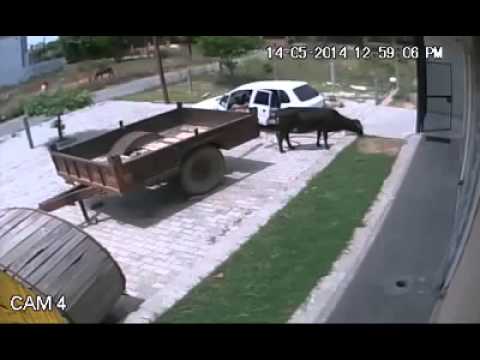 سرقة بقرة باستخدام سيارة ملاكي في الهند شاهد