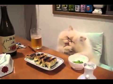 قط يستمتع بـوليمة خاصة من الطعام فيديو