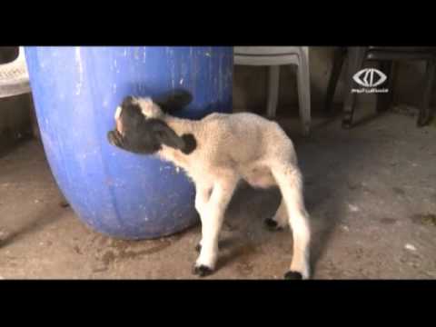 ولادة حيوانات مشوهة في خان يونس