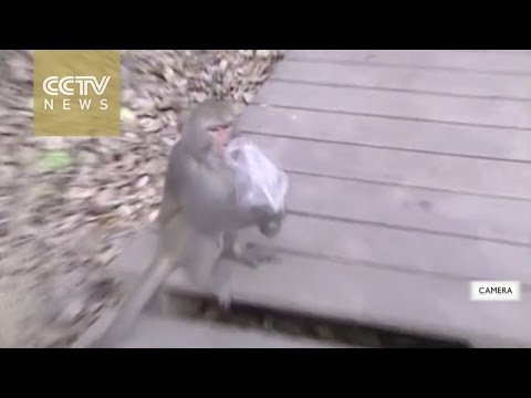 القرود البرية تحتل مدينة جامعية في تايوان