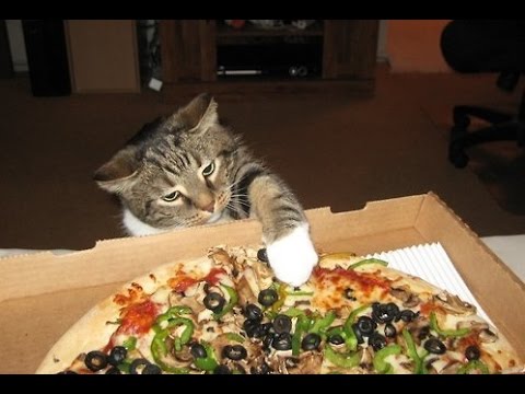 لقطات طريفة للقطط في محاولة لسرقة البيتزا