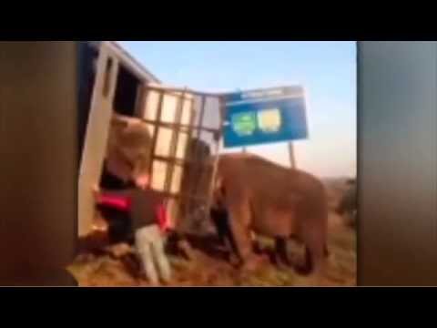 الأفيال تنقذ شاحنة من الانقلاب