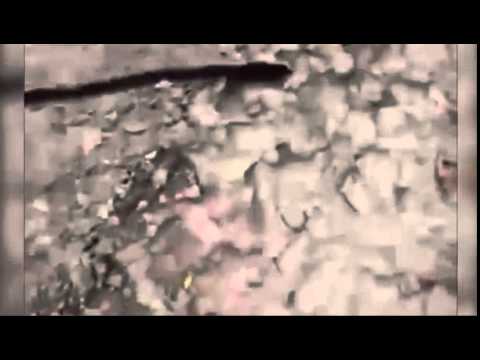 مخلوق غريب ديه 32 ساقًا و8 ذيول