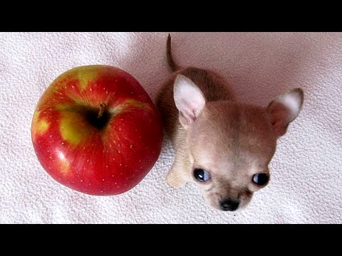 شاهد بالفيديو أصغر كلب في العالم