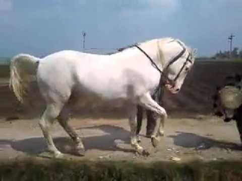 الحصان الراقص على الطريق الزراعي