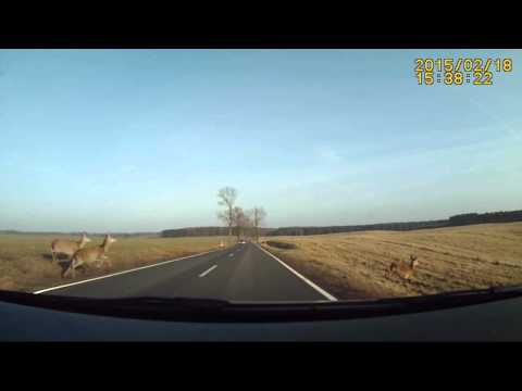 أجرأ قطيع غزلان في العالم يخاطر بحياته