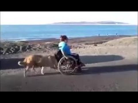 بالفيديو كلب يساعد صاحبه المقعد في موقف رائع