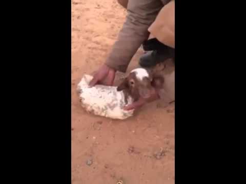 بالفيديو ولادة خروف من دون أرجل