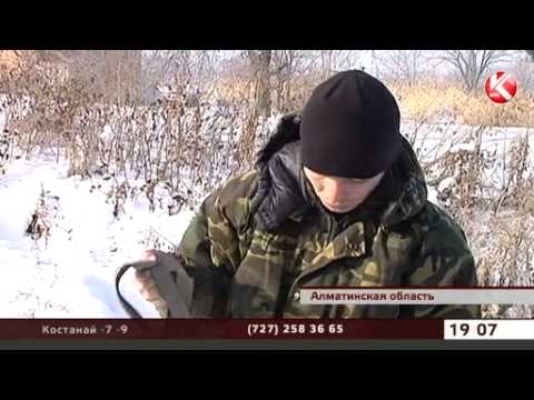 بالفيديو تربية الذئاب المفترسة في كازاخستان