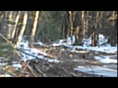 فيديو طفل يعثر على وحش وسط الغابات