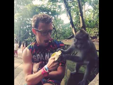 بالفيديو شمبانزي يسرق موزة
