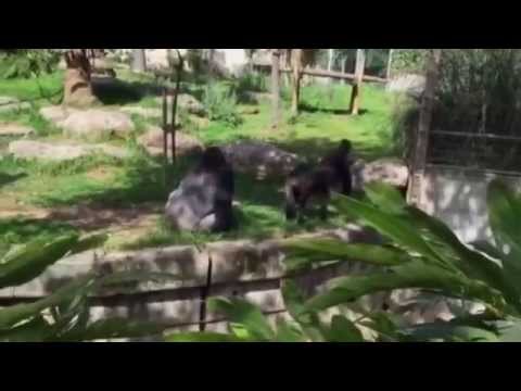 بالفيديو غوريلا تنقذ شقيقتها بعد سقوطها في خندق حديقة الحيوان