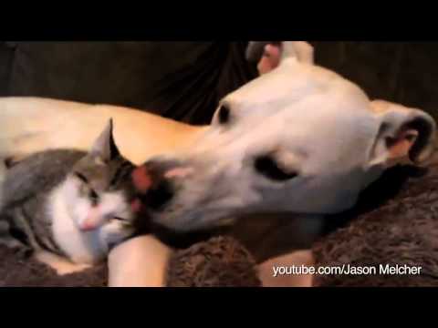 فيديو أجمل لحظات بين كلب وقطة