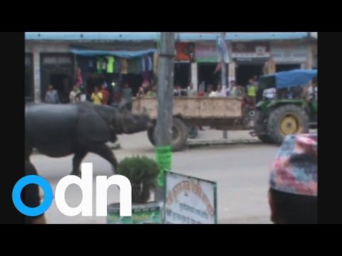 شاهد وحيد قرن يقتل سيدة ويصيب العشرات في نيبال