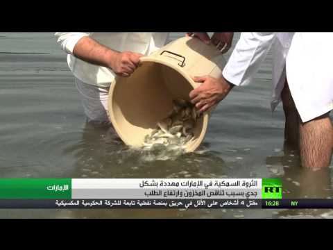 شاهد الصيد الجائر يهدد الثروة السمكية في الإمارات العربية المتحدة