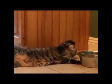بالفيديو قطة ذكية تشرب المياه بطريقة مدهشة