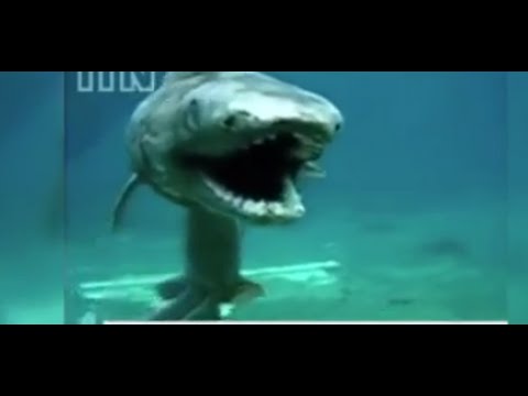 بالفيديو أغرب سمكة قرش تمتلك 300 سنة