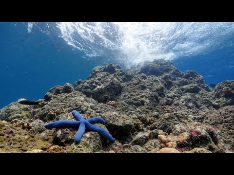 شاهد اكتشاف كائنات بحرية نادرة