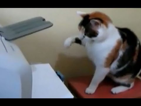 شاهد بالفيديو قطة مثيرة تتحدى إحدى الطابعات