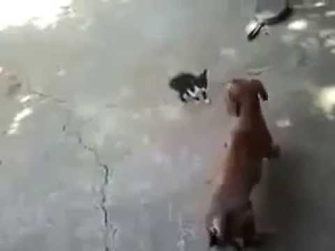 شاهد قطة تكاد تقتل كلب بسبب مداعبته صغيرها