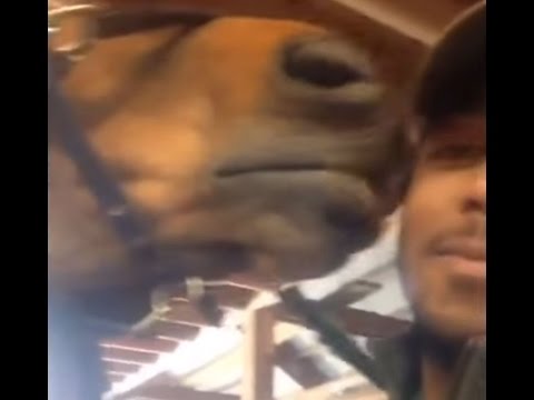 بالفيديو حصان يفاجئ صاحبه بقبلة على خده