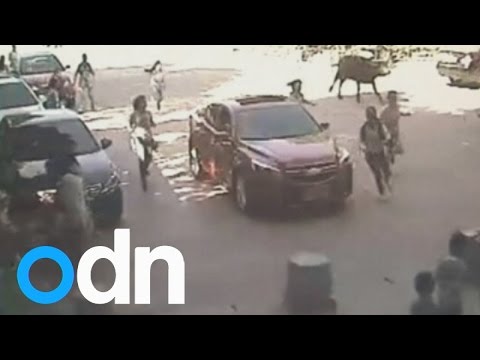 بالفيديو ثور يقتحم ساحة مدرسة ويتسبب في فزع الطلاب