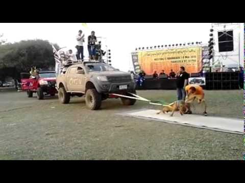 بالفيديو أقوى كلب في العالم يسحب شاحنتين محملتين بالرجال بمفرده