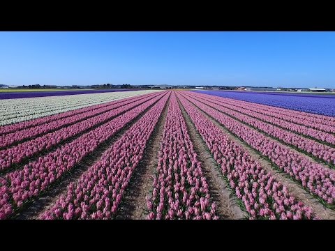 بالفيديو 7 مليون زهرة تزين أجمل حديقة في العالم