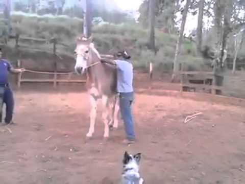 شاهد رجل يتلقى ركلة قاسية من حصان