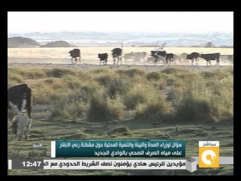 شاهد شكاوي من رعي الأبقار على مياه الصرف الصحي