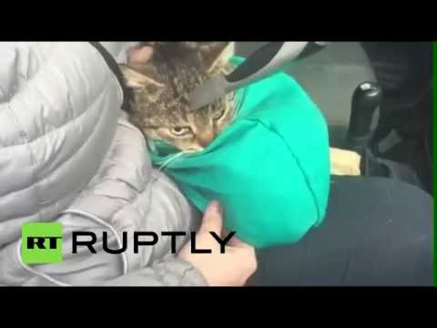 فيديو إنقاذ قطة بعد استخراج سكين من رأسها