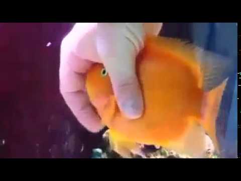 بالفيديو سمكة تحب الدلع