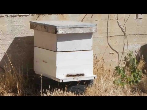 آليات تحديث قطاع النحل في غزة