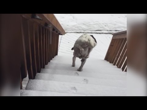 بالفيديو كلب يتجنب الثلج بنزول السلم على قدمين فقط