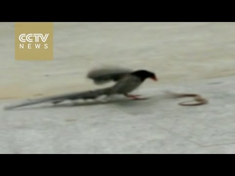 بالفيديو معركة شرسة بين ثعبان وطائر صغير