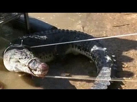 فيديو الإمساك بتمساح عملاق روع سكان أستراليا