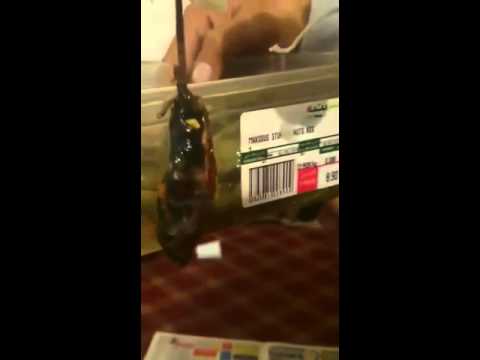 شاهد مصري يجد فأرًا داخل وجبة في مطعم سعودي