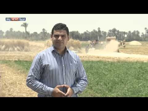 بالفيديو عقبات عملية حصاد القمح السنوية في جمهورية مصر