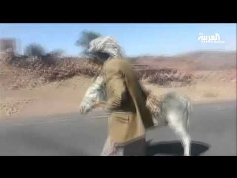 شاهد الحمار وسيلة النقل المعتمدة في اليمن