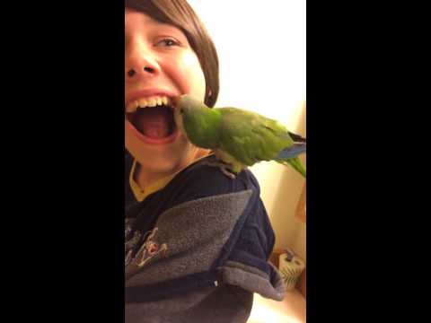 بالفيديو ببغاء يخلع ضرس طفل صغير خلال ثوان معدودة