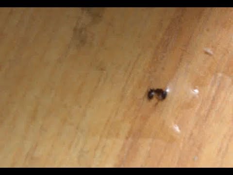 بالفيديو أسهل طريقة للتخلص من النمل في ثوان