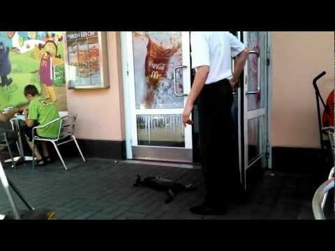 بالفيديو قطة يغلبها النوم أمام باب أحد المطاعم فتسلم له