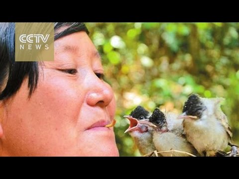 شاهد صينية تضع الديدان في فمها لتطعم الطيور في الحديقة الوطنية