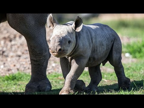شاهد بالفيديو ولادة وحيد قرن أسود نادر