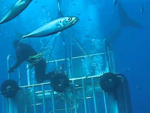 بالفيديو رد فعل أكبر سمكة قرش على غواص يداعبها تحت الماء