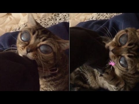 شاهد بالفيديو ماتيلدا أغرب قطة في العالم
