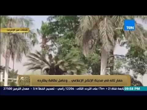 شاهد عامل نظافة يطارد حمارًا تائهًا في مدينة الإنتاج الإعلامي